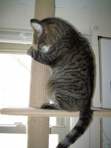 wspinający się kot
